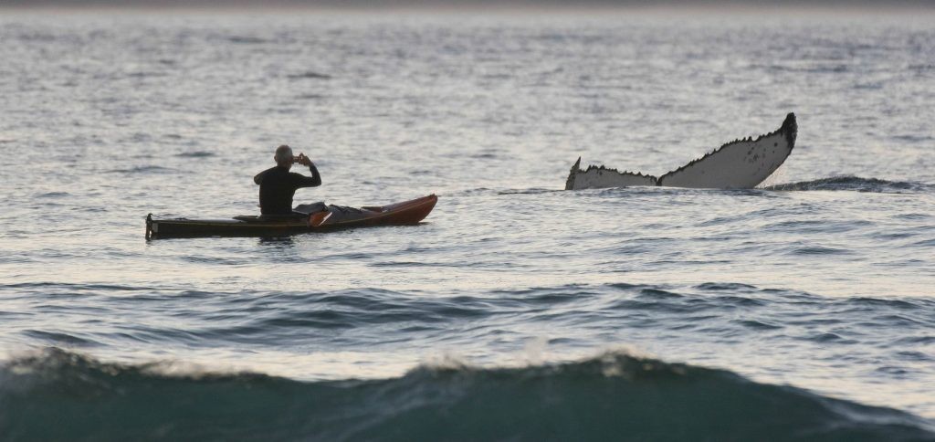 chico remando y una ballena que sobresale del agua